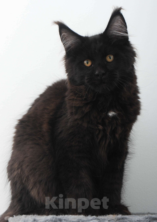 Кошки в Москве: Мейн-кун котенок Мальчик, 70 000 руб. - фото 2