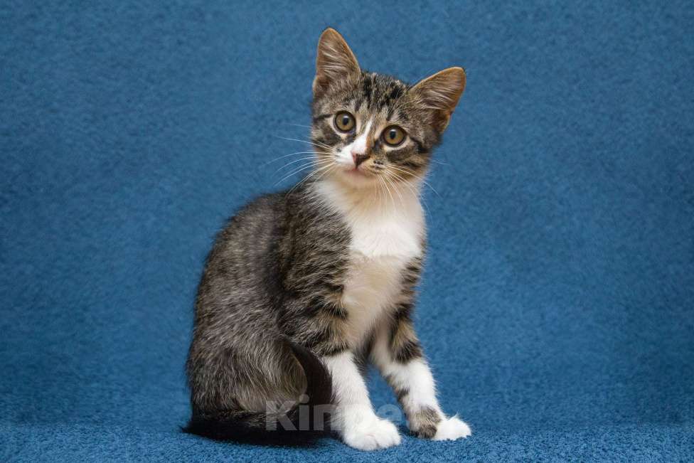 Кошки в Москве: Маленький котенок Степан нуждается в семье! Мальчик, Бесплатно - фото 2