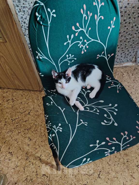 Кошки в Москве: Отдам в  хорошие руки Мальчик, 100 руб. - фото 5