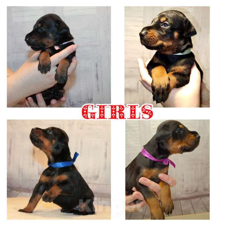 Собаки в Москве: Элитные щенки добермана Девочка, Бесплатно - фото 1