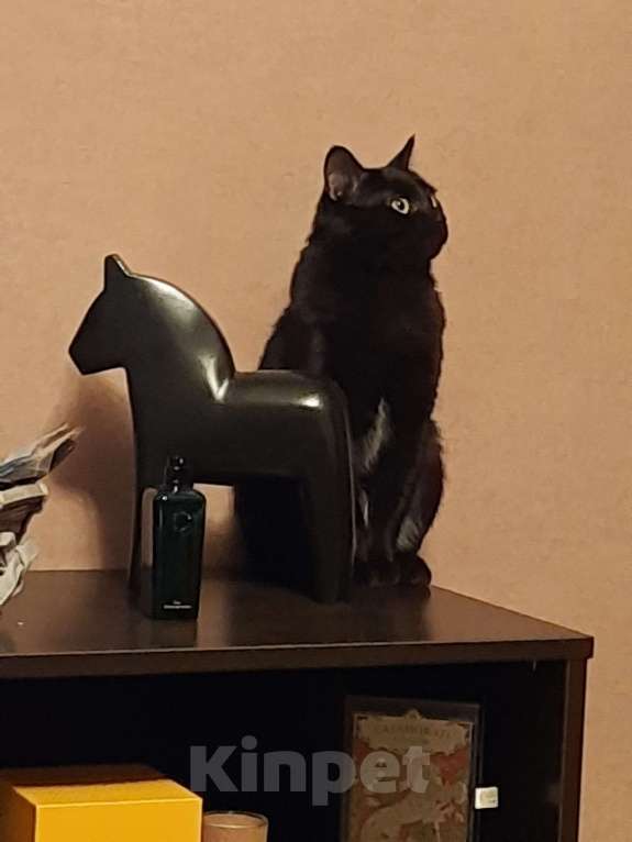 Кошки в Красногорске: В добрые руки Мальчик, Бесплатно - фото 4