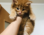 Кошки в Пензе: Мальчик очень крупный, красный мрамор  Мальчик, 40 000 руб. - фото 1