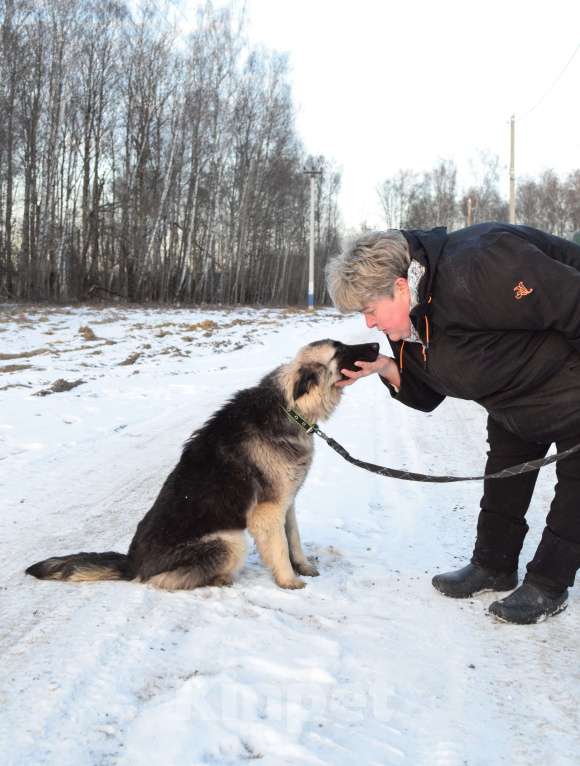 Собаки в Москве: Щенок-подросток, овчарка в дар Девочка, Бесплатно - фото 10