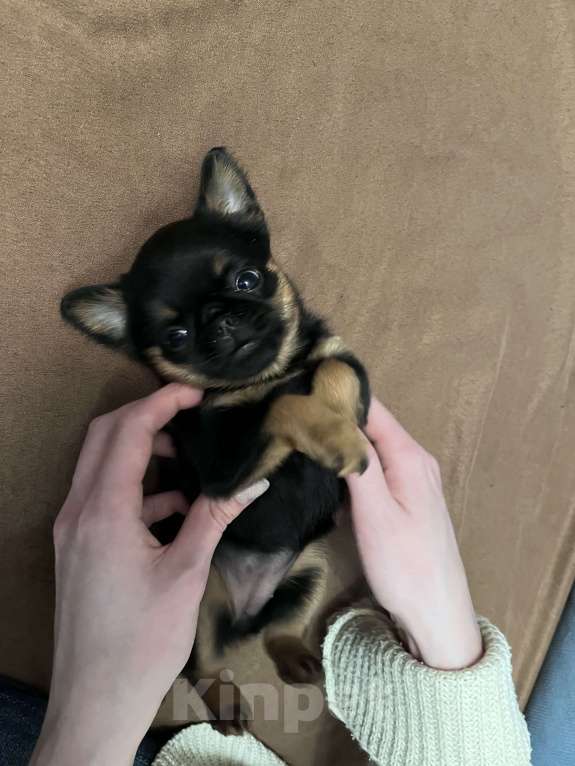 Собаки в Москве: Девочка пти брабансон Девочка, 80 руб. - фото 2