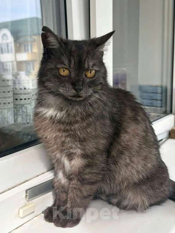 Кошки в Москве: Кошечке грозит улица Девочка, Бесплатно - фото 1