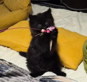 Котёнок в добрые руки