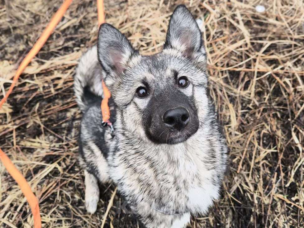 Собаки в Ногинске: Щенок ищет дом Девочка, Бесплатно - фото 1