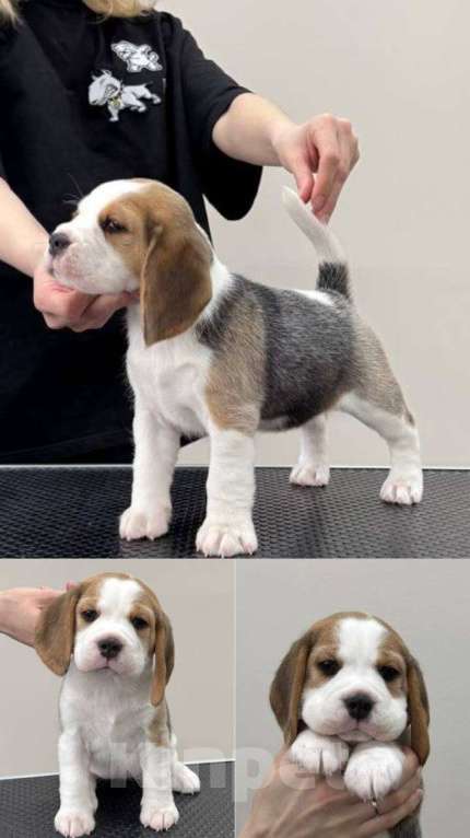 Собаки в Омске: Бигль щенки. РКФ Девочка, 50 000 руб. - фото 2