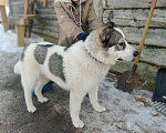 Собаки в Москве: Арчик молодой маьчишка ищет дом Мальчик, Бесплатно - фото 7