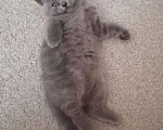 Кошки в Ливны: Британские котята, 10 000 руб. - фото 6