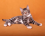 Кошки в Москве: Жизнерадостный котенок Микки в добрые руки! Мальчик, Бесплатно - фото 4