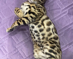 Кошки в Евпатории: Бенгальские котята ben 24 Мальчик, 25 000 руб. - фото 4