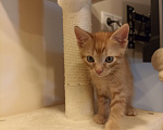 Кошки в Воронеже: Рыжие котята Мальчик, Бесплатно - фото 2