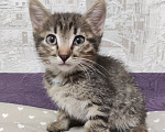Кошки в Уфе: Котята, 2 мес Девочка, Бесплатно - фото 3