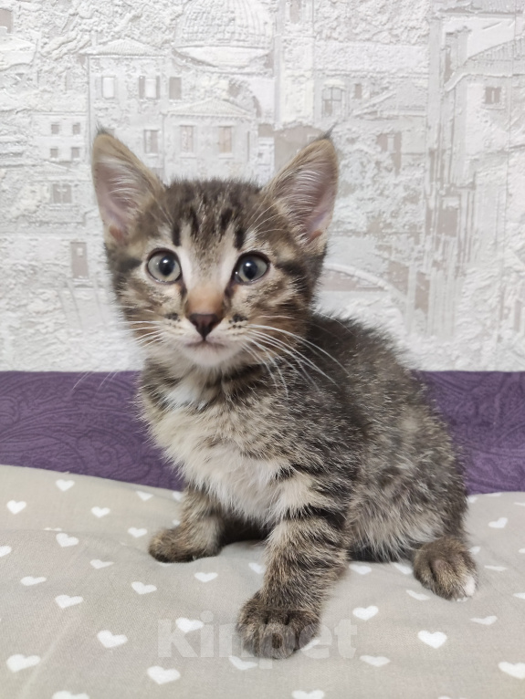 Кошки в Уфе: Котята, 2 мес Девочка, Бесплатно - фото 3