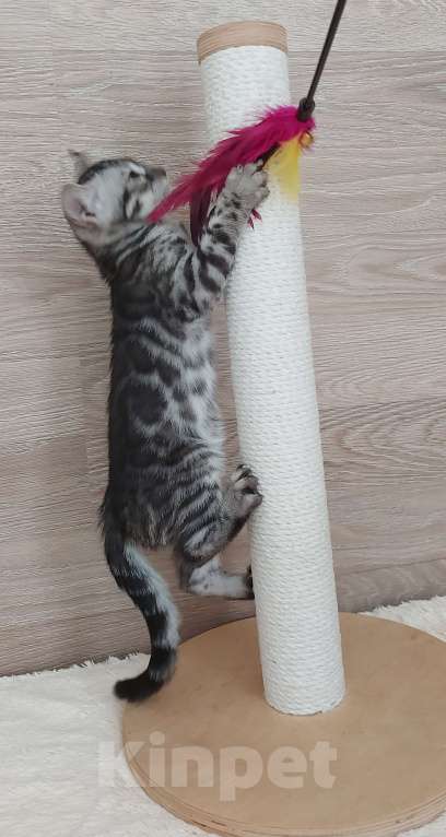 Кошки в Москве: Бенгальский мальчик  Мальчик, 55 000 руб. - фото 6