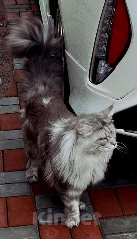 Кошки в Санкт-Петербурге: Девочка -полидакт 66 66 Девочка, 60 000 руб. - фото 5