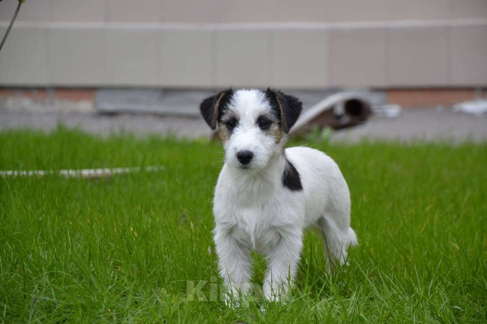 Собаки в Саратове: Девочки джек рассел терьера Девочка, Бесплатно - фото 2