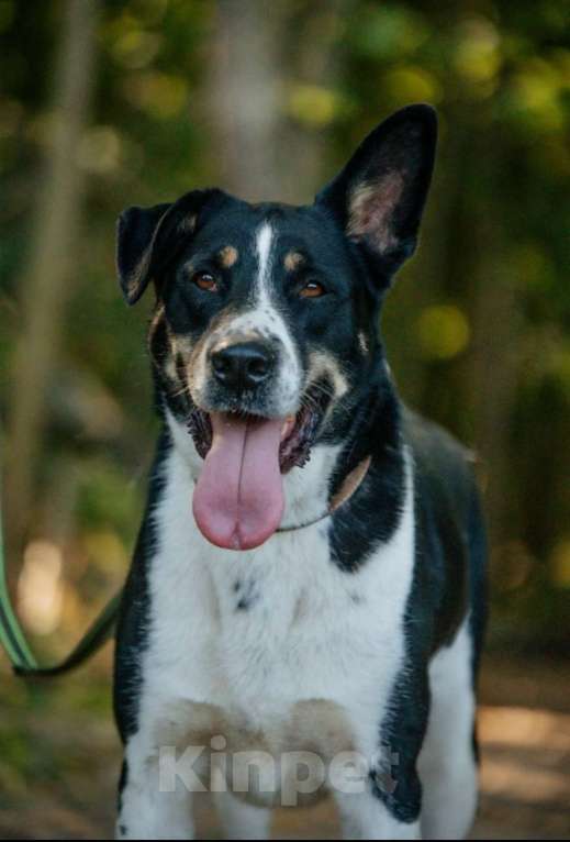Собаки в других городах Московской области: Верный и надёжный Натан заждался Вас в приюте Мальчик, Бесплатно - фото 1