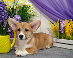 Собаки в Новосибирске: Вельш Корги Пемброк Девочка, 60 000 руб. - фото 2