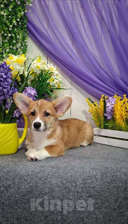 Собаки в Новосибирске: Вельш Корги Пемброк Девочка, 60 000 руб. - фото 2