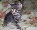 Кошки в Саратове: Котенок  Девочка, Бесплатно - фото 4