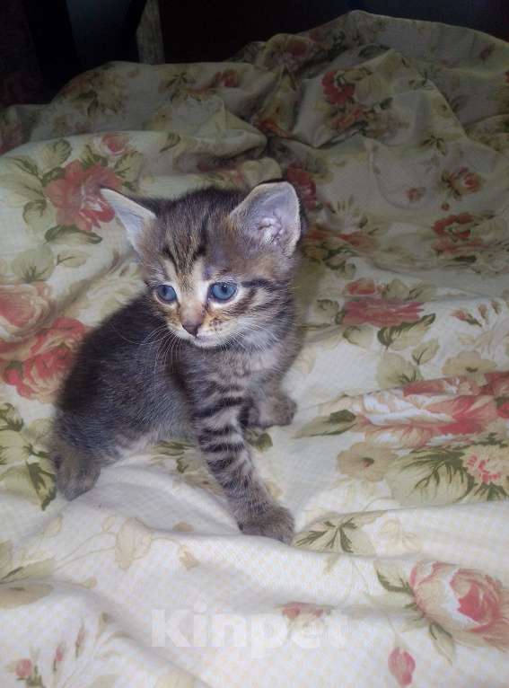 Кошки в Саратове: Котенок  Девочка, Бесплатно - фото 4