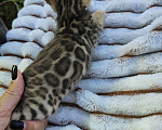 Кошки в Москве: Бенгальский котенок Девочка, 45 000 руб. - фото 1
