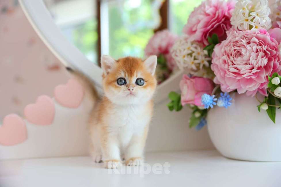 Кошки в Новосибирске: Pepita ny12 Девочка, 150 000 руб. - фото 5