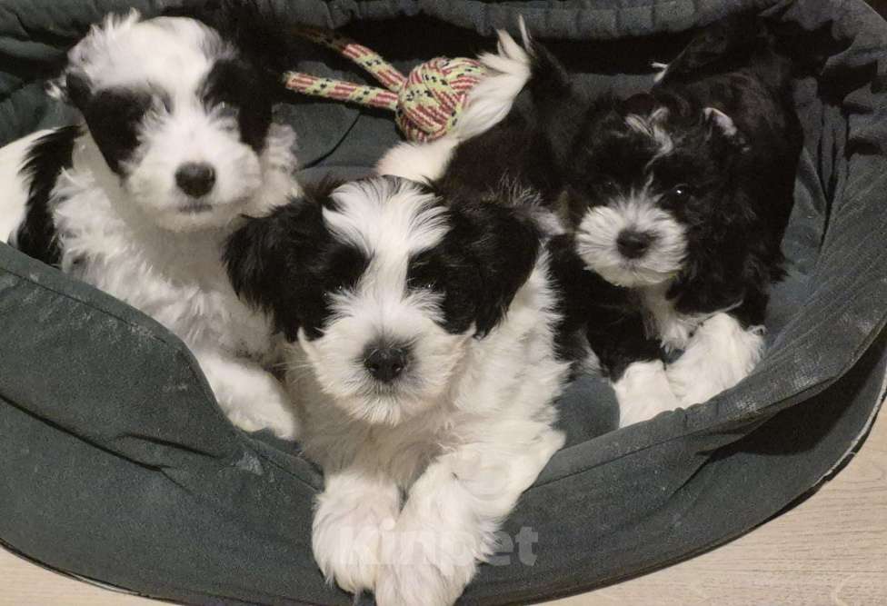 Собаки в Москве: Очаровательные щенки гаванского бишона Девочка, 80 000 руб. - фото 4