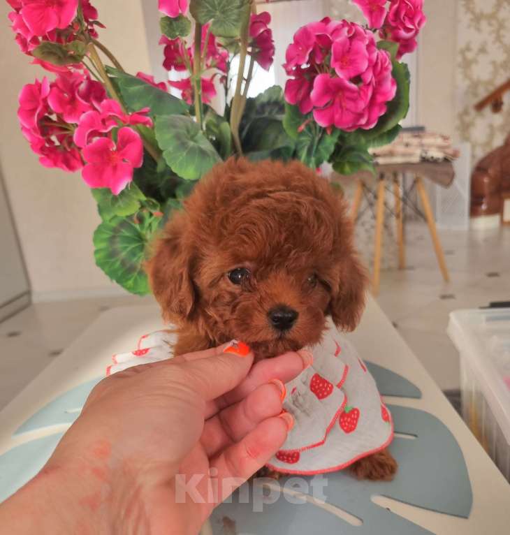 Собаки в Новосибирске:  теди тикап девочка от китайской пары  Девочка, 120 000 руб. - фото 7