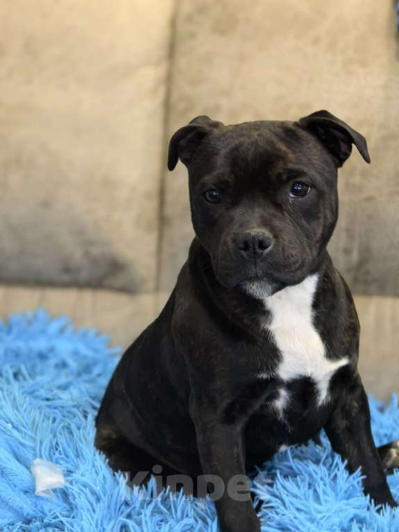 Собаки в Краснодаре: Предлагаю щенков стаффордширского бультерьера Девочка, Бесплатно - фото 3