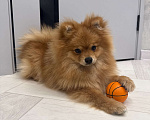 Собаки в Воронеже: Продам щенка породы померанский шпиц Мальчик, 15 000 руб. - фото 2