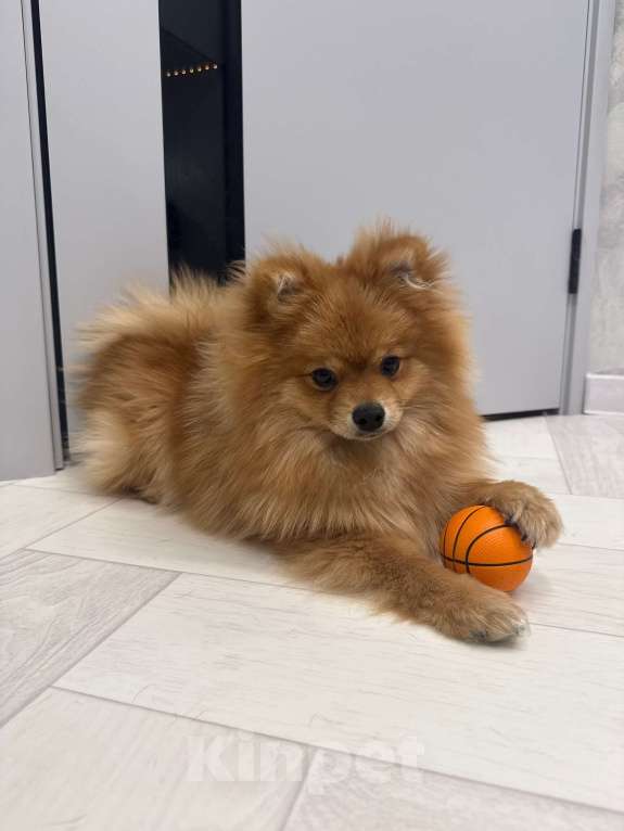 Собаки в Воронеже: Продам щенка породы померанский шпиц Мальчик, 15 000 руб. - фото 2