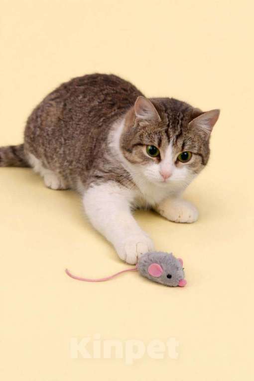 Кошки в Москве: Котенок Юкки ищет добрую спокойную семью Девочка, Бесплатно - фото 3