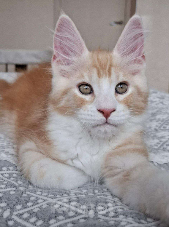 Кошки в Геленджике: Продаётся котёнок мейн-кун, мальчик, яркий рыжий окрас d 03 22, из питомника EdenLight (Геленджик) Мальчик, 50 000 руб. - фото 1