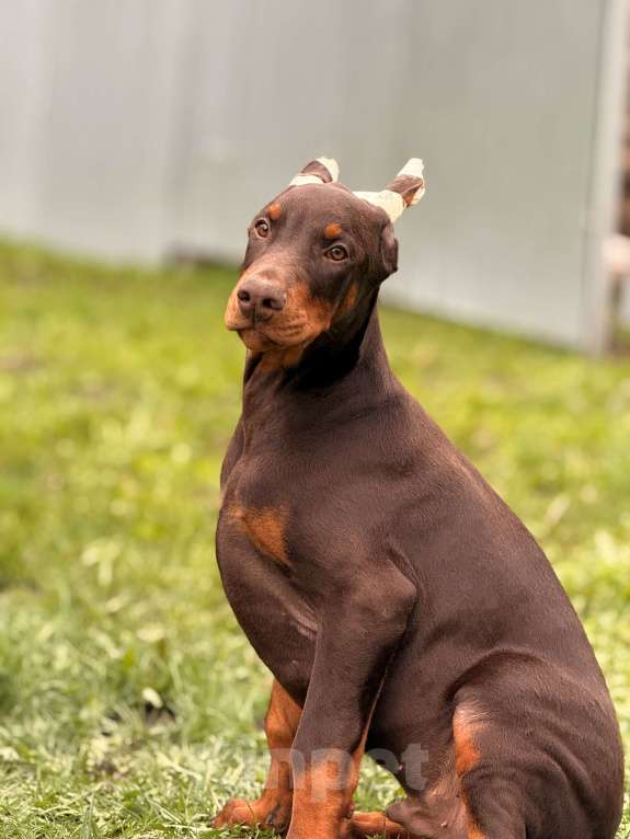 Собаки в Белгороде: щенок добермана Мальчик, 80 000 руб. - фото 4