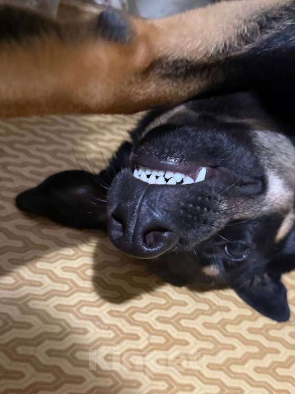 Собаки в других городах Московской области: СРОЧНО! ПОМОГИТЕ МАЛЫШУ! Мальчик, Бесплатно - фото 3