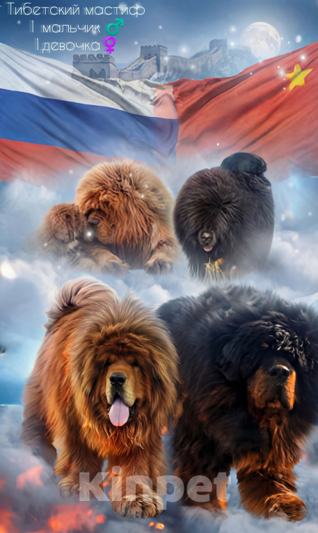 Собаки в Екатеринбурге: Щенки тибетского мастифа Мальчик, Бесплатно - фото 1