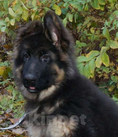 Собаки в Санкт-Петербурге: Щенок длинношерстной немецкой овчарки Мальчик, 60 000 руб. - фото 2