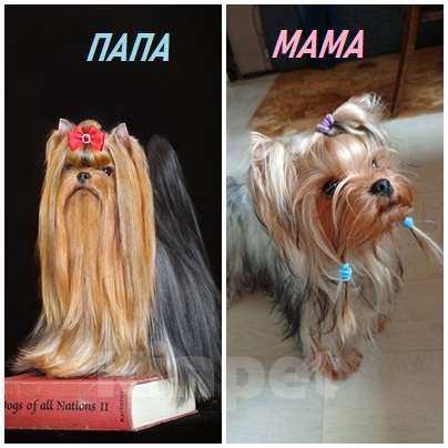 Собаки в Москве: Йоркширский терьер курносый красавец Оливер РКФ. Мальчик, 55 000 руб. - фото 8