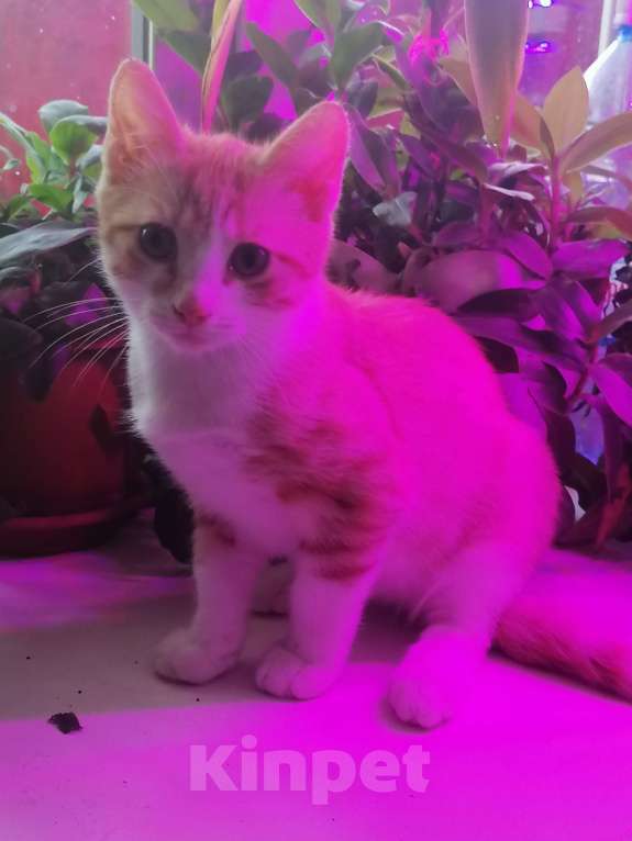 Кошки в Томске: Забавный рыжик Мальчик, 10 руб. - фото 4