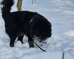 Собаки в Видном: Руфус, 2 года Мальчик, Бесплатно - фото 3