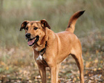 Собаки в Балашихе: Яркий рыжий пёс Абрикос 3,5 года из приюта Мальчик, Бесплатно - фото 5