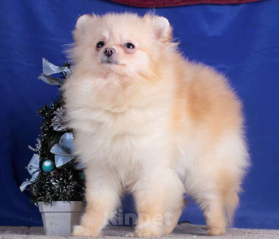 Собаки в Москве: померанский шпиц мини девочка Девочка, 40 000 руб. - фото 3