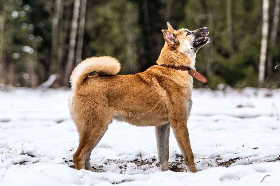 Собаки в Клине: Хорт — серьёзный парень Мальчик, Бесплатно - фото 4