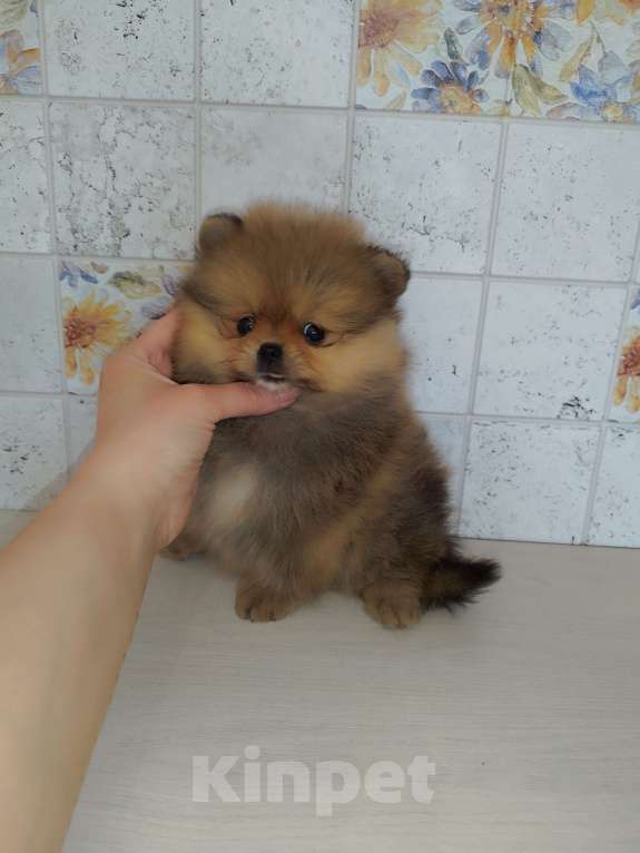 Собаки в Москве: Красивые шпицы Девочка, 20 000 руб. - фото 3