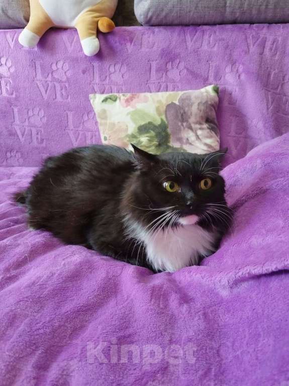 Кошки в Балашихе: очень красивая кошечка Девочка, Бесплатно - фото 2