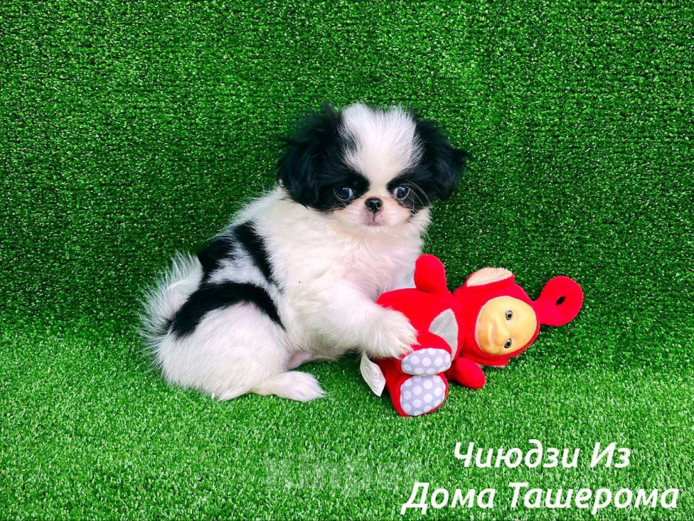 Собаки в Лыткарино: Малыши Японского хина Мальчик, 35 000 руб. - фото 2