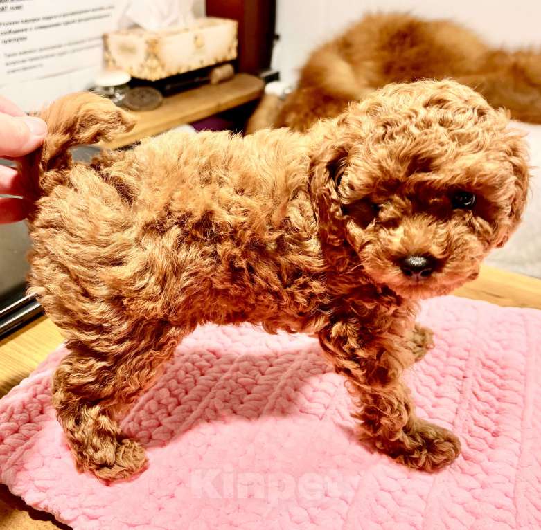 Собаки в Владивостоке: Продаётся мальчик той-пудель красный  Мальчик, 100 000 руб. - фото 6